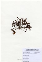 藏品(有柄褐扇藻)的圖片